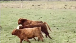 playing Bull
