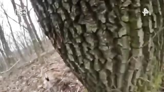 Профессиональный лицемер. За что не любят Зеленского