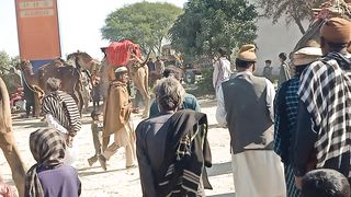 A camel weight lifting Mela saraiki culture