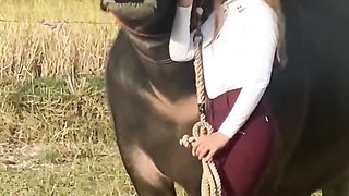 Big World wolf meet In jungle