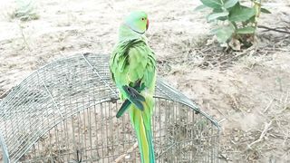 desi parrot indian ringneck parrot