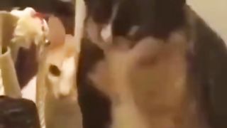 Funny animal compilation