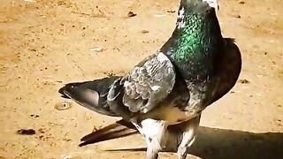 Yaar Tera 222 warga p
