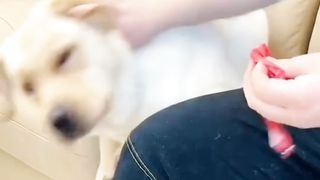 Dogs love