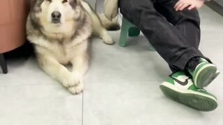 Intelligent dog