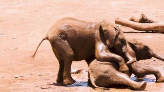 The History of Elephants