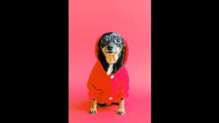 Top 10 Small Dog Breeds