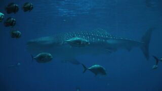 whale history