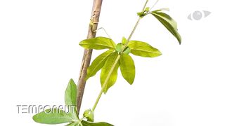 Рост и цветение страстоцвета | Passion Flowers Growing and Blooming.