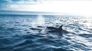 МОРСКИЕ ОБИТАТЕЛИ ЕВРОПЫ. ДОКУМЕНТАЛЬНЫЙ ФИЛЬМ. ДИКАЯ ПРИРОДА