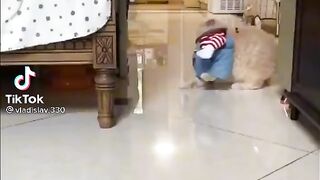 Угрожаюший кот