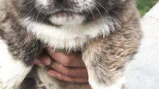 Милые животные