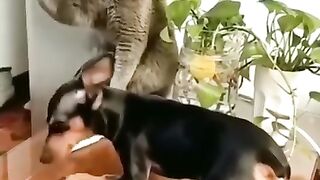 Funny Cats and Dogs - Best Of The 2022 Funny Animal Videos - TRY NOT TO LAUGH! 2
