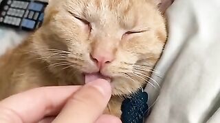 Funny Animals for When You Need to Relax - Best Of The 2022 Funny Animal Videos - TRY NOT TO LAUGH!