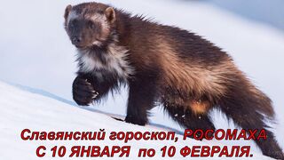 Славянский гороскоп, РОСОМАХА.  С 10 ЯНВАРЯ  по 10 ФЕВРАЛЯ.