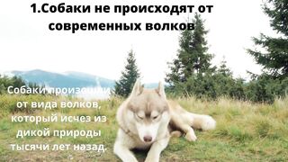 7 интересных и удивительных фактов о собаках