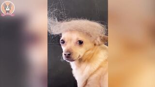 videos de pets engra&ccedil;ados
