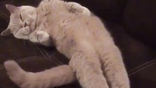Котик 2