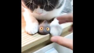 Cat Ep.4