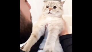Cat Ep.1-5