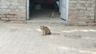 Funny Kitten And Mom Cat Are Meowing