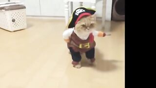 Funny animals Fun with animals Cats Dogs