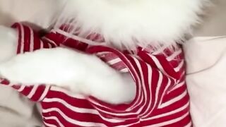 Смешные коты и собаки!!!)
