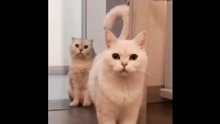 Cat - wow #003