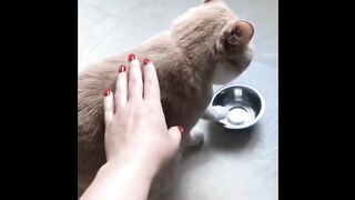 Cat - when the mackerel runs out #004