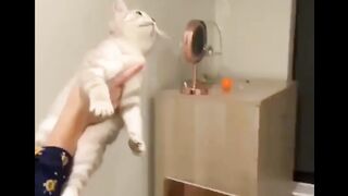 Cat - soap bubbles #005