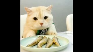 Cat - cute #006