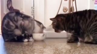 Cat - share #0010