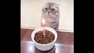 Cat - happy Birthday #0011