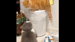 Cat - pokemon #0013