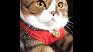 Cat - cute #0015