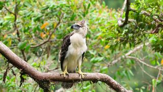 Rare Eagle of Prey, Exclusive Scenes_ Bird of the Philippines!