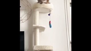 Cat - cat spider #0020