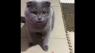 Cat - shake hands #0022