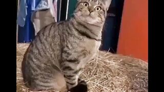 Cat - When you know you're out of fish #0024