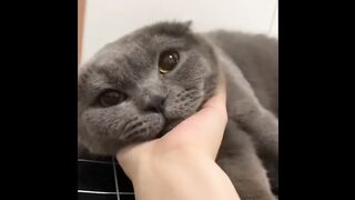 Cat - A new type of music player #0026
