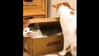 Cat - cat in the box #0027