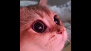 Cat - you are hypnotized #0030