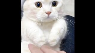 Cat - new smartphone #0033
