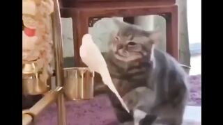 Cat - new friends #0034