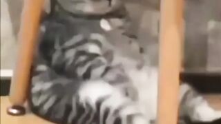 Cat - When you eat mackerel, you are full. #0037