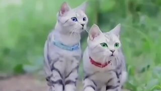 Cute cats