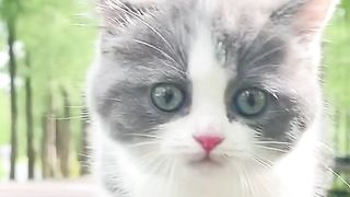Funny cats compilation funny Animal Tub