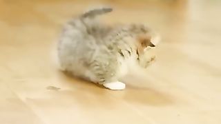 Cute cat ????