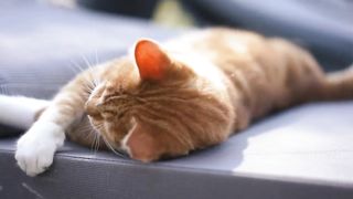 Funny cat and kitten