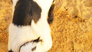 Most Funny Goats Baby